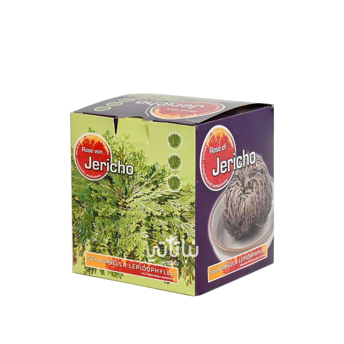 نبتة السلاجينيلا المتقشرة 4