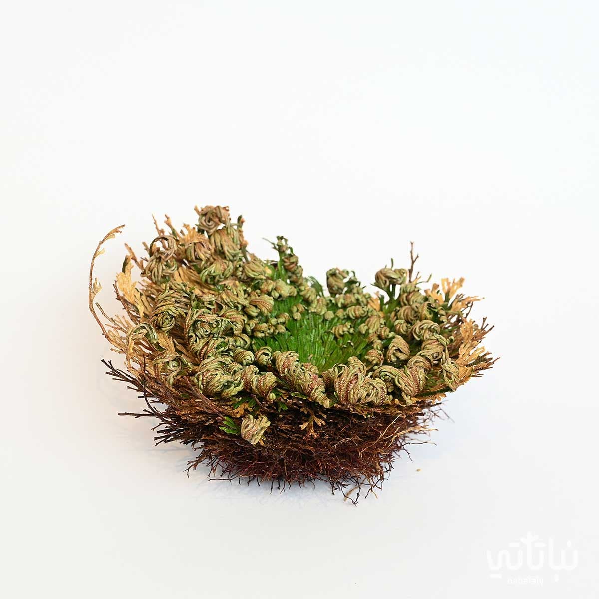 نبتة السلاجينيلا المتقشرة 2