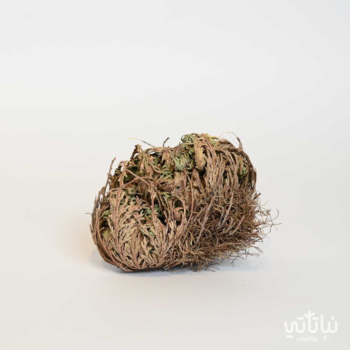 نبتة السلاجينيلا المتقشرة 3