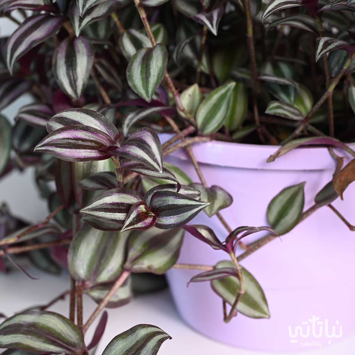 نبتة ترادسكانتيا زبرينا كبيرة في حوض ري ذاتي بنفسجي معلق 3