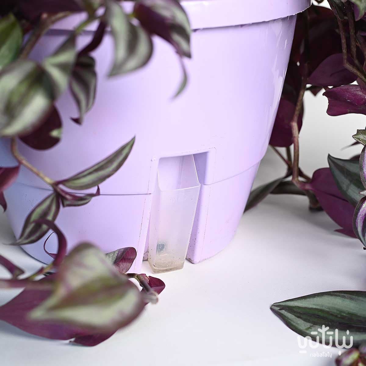 نبتة ترادسكانتيا زبرينا كبيرة في حوض ري ذاتي بنفسجي معلق 2