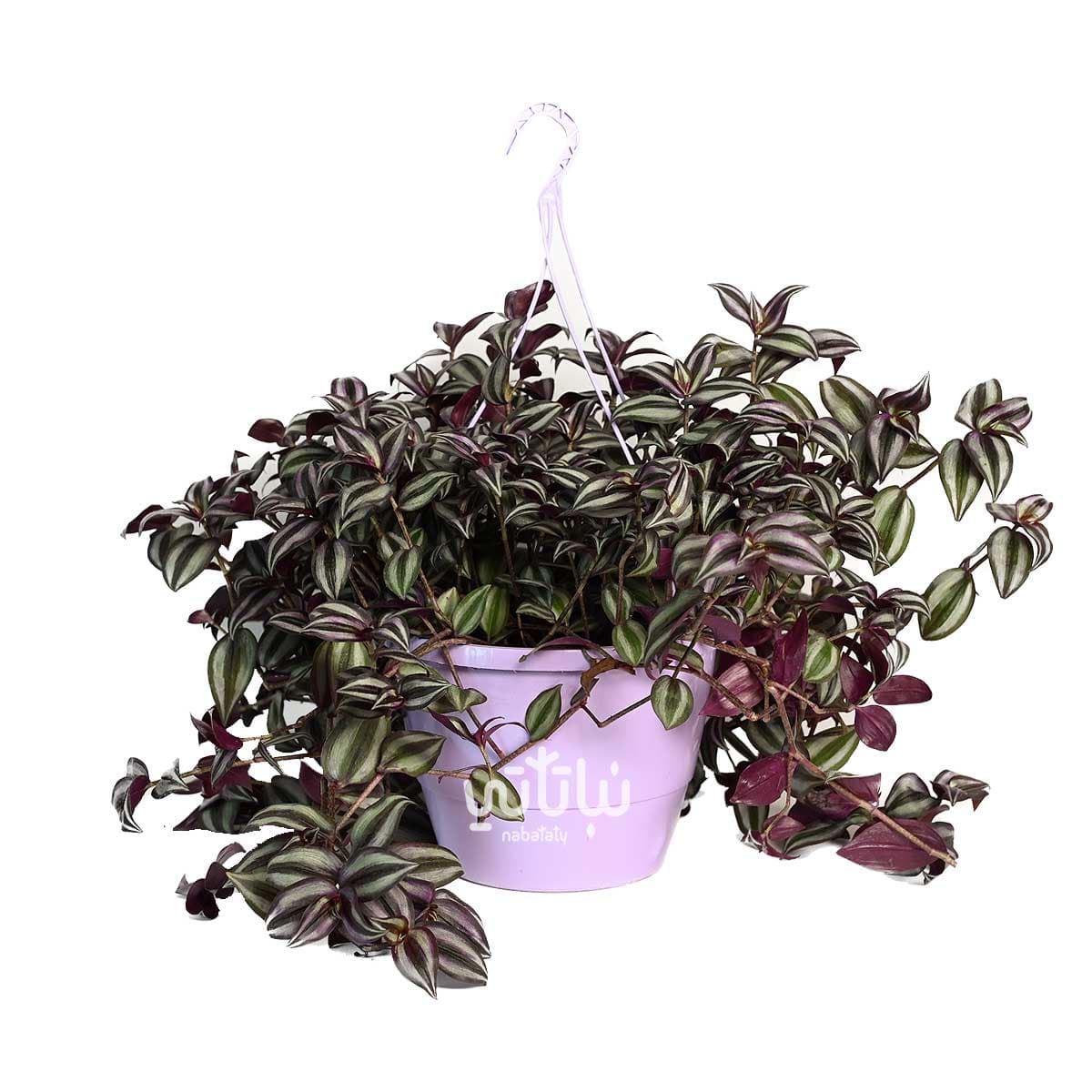 نبتة ترادسكانتيا زبرينا كبيرة في حوض ري ذاتي بنفسجي معلق