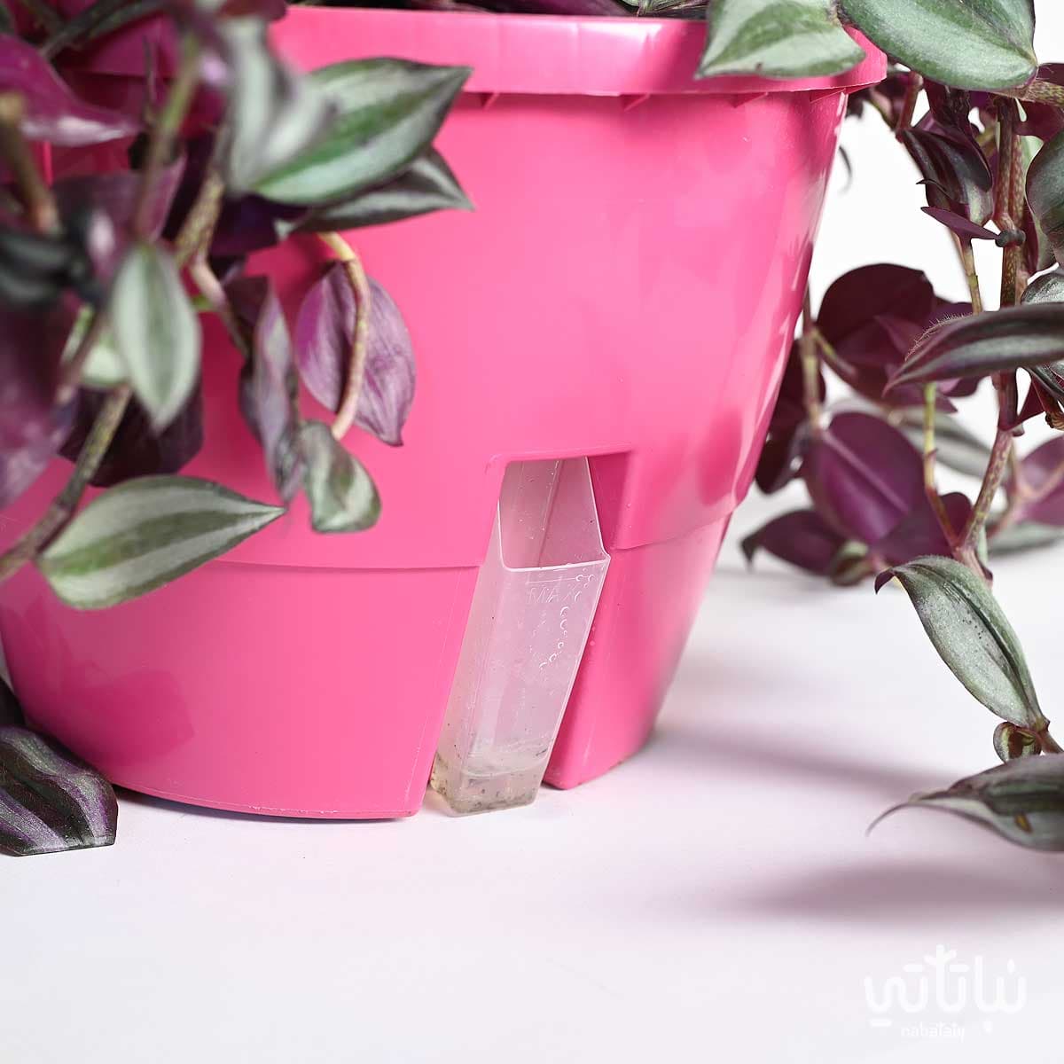 نبتة ترادسكانتيا زبرينا كبيرة في حوض ري ذاتي وردي معلق 2