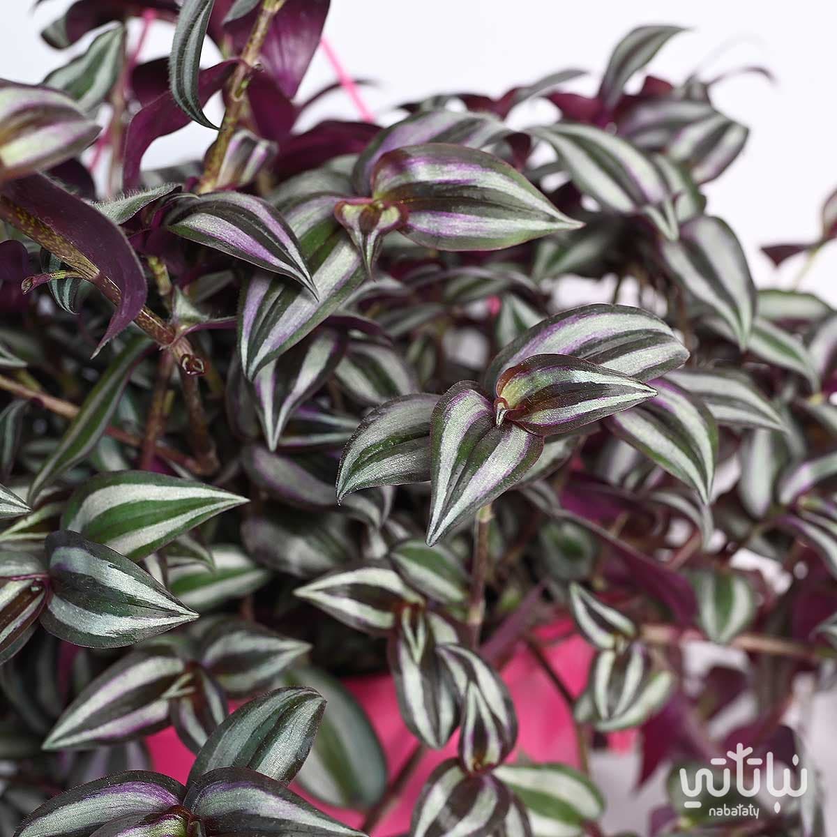 نبتة ترادسكانتيا زبرينا كبيرة في حوض ري ذاتي وردي معلق 3