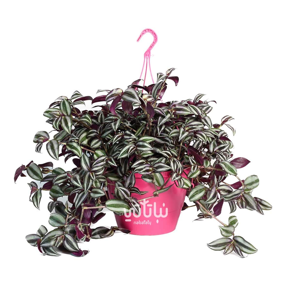 نبتة ترادسكانتيا زبرينا كبيرة في حوض ري ذاتي وردي معلق 1