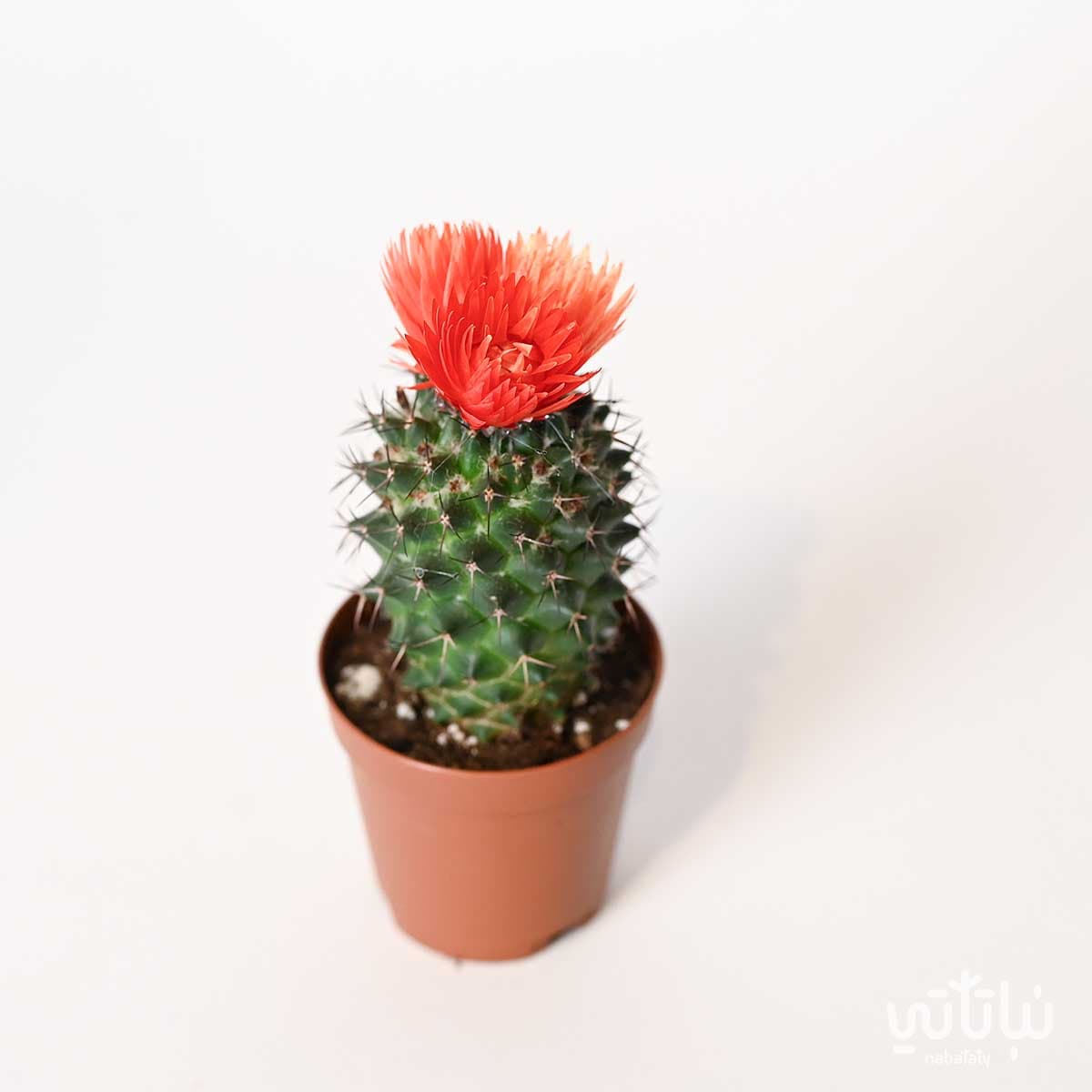 نبتة صبار صغير بورود برتقالية 2