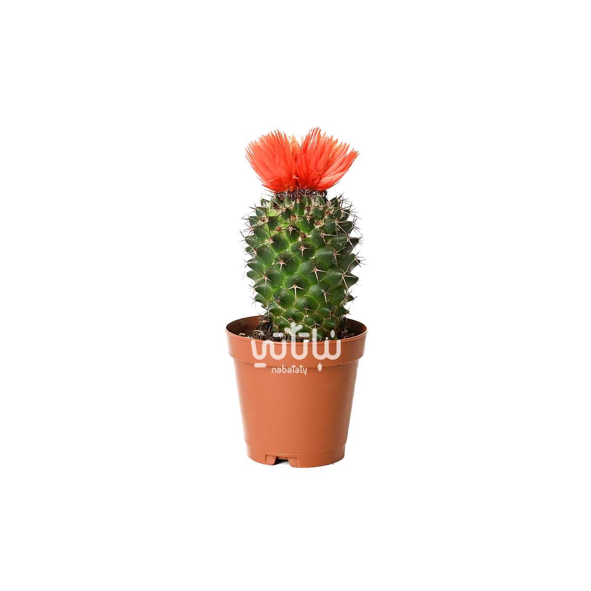 نبتة صبار صغير بورود برتقالية 1