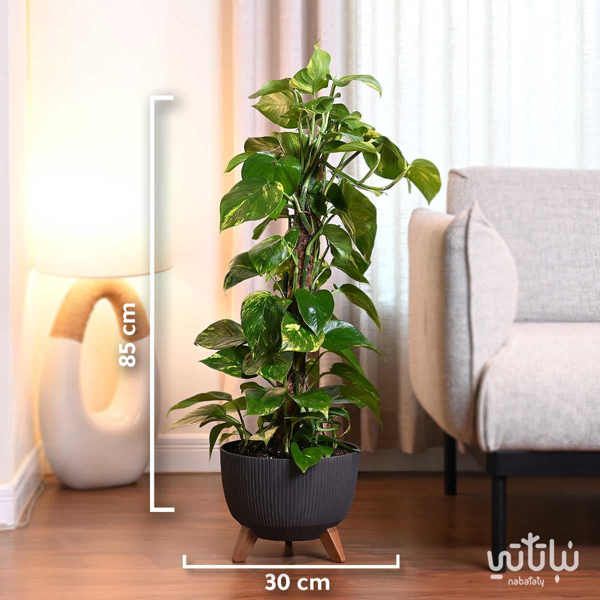 نبتة بوتس متسلقة في حوض رمادي مخطط بقاعدة 2