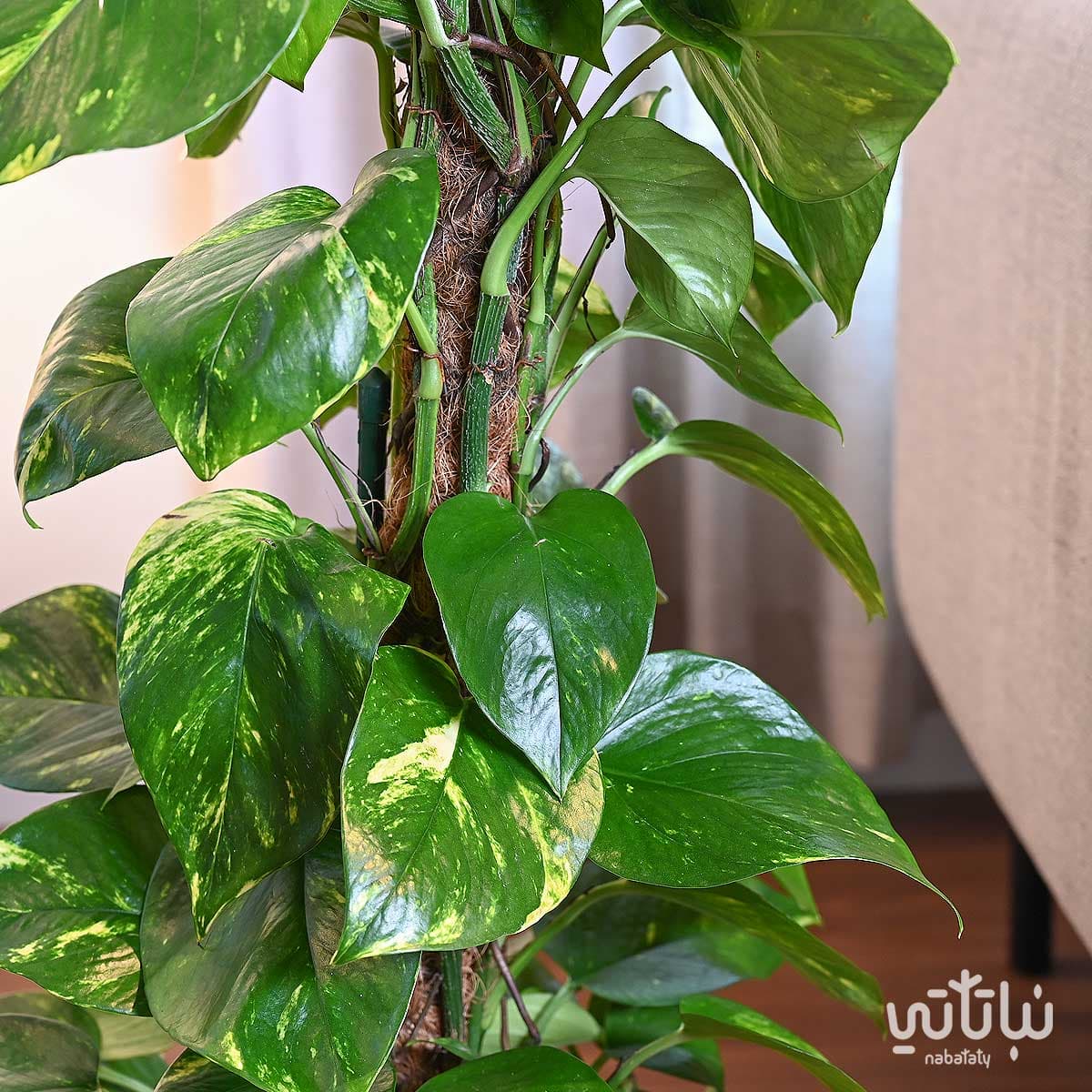 نبتة بوتس متسلقة في حوض رمادي مخطط بقاعدة 3