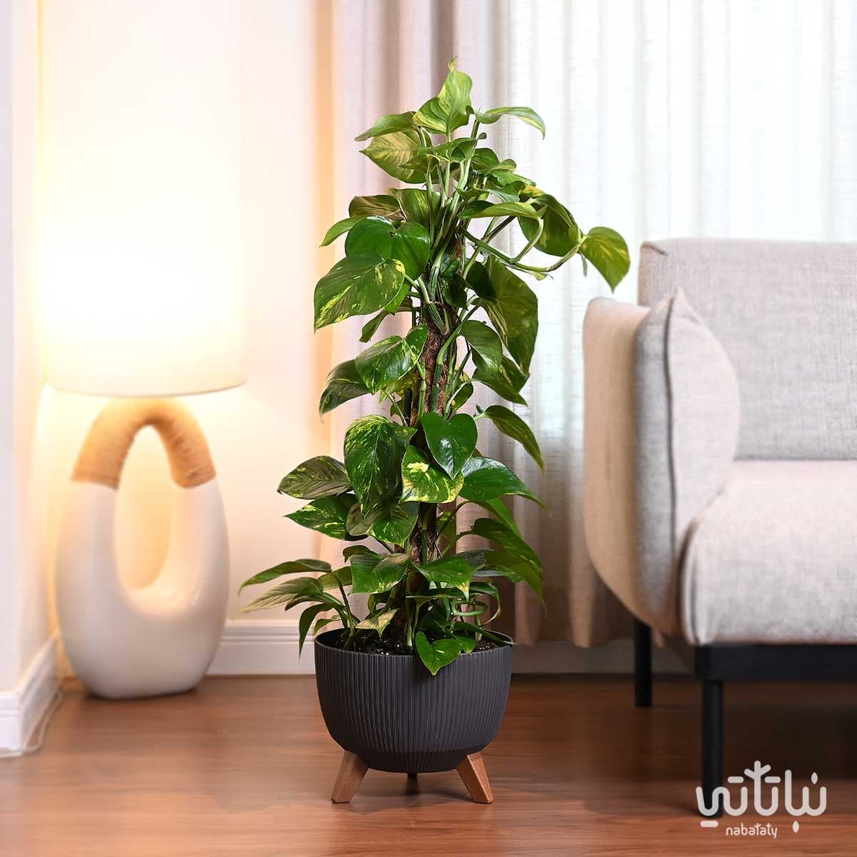 نبتة بوتس متسلقة في حوض رمادي مخطط بقاعدة 1