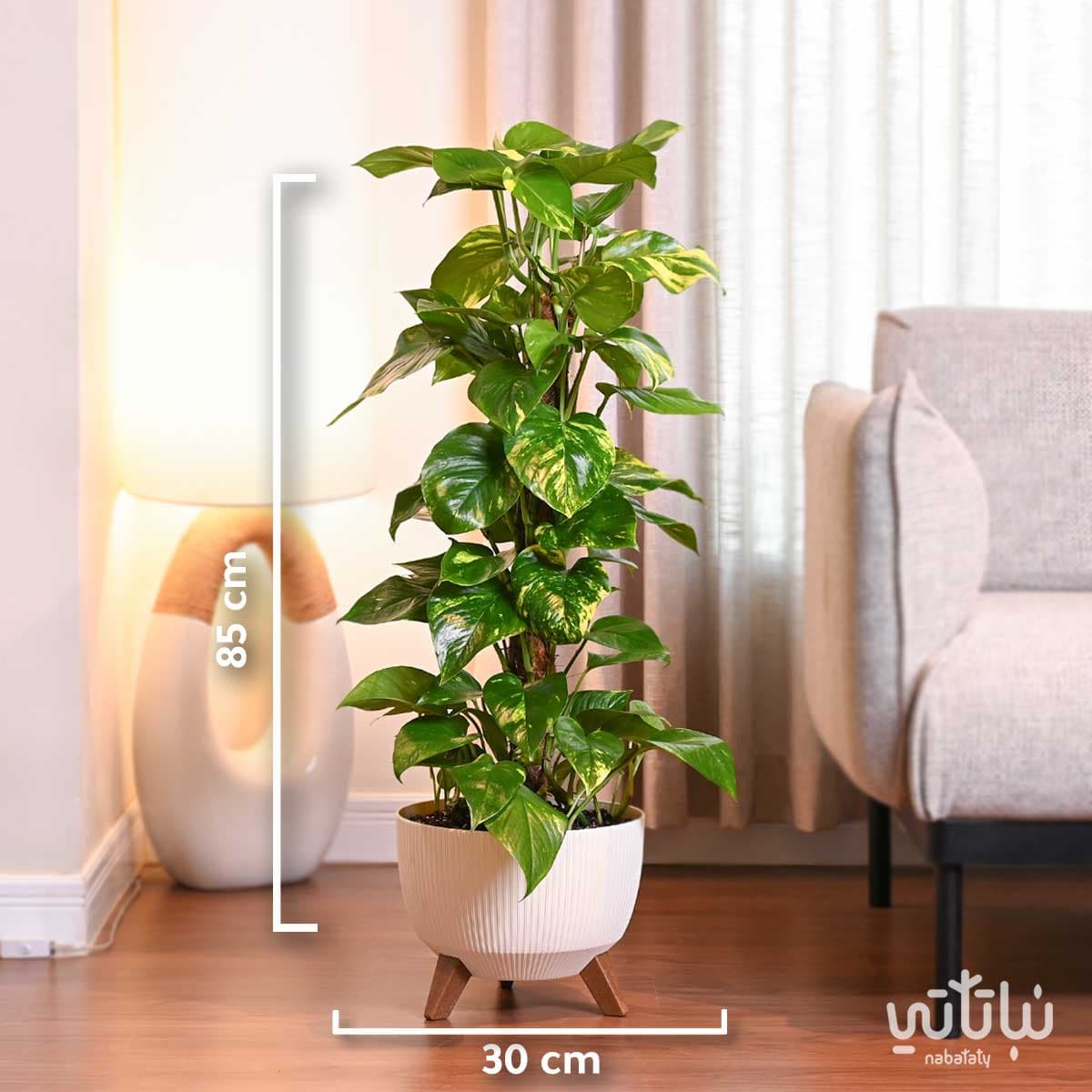 نبتة بوتس متسلقة في حوض ابيض مخطط بقاعدة 2