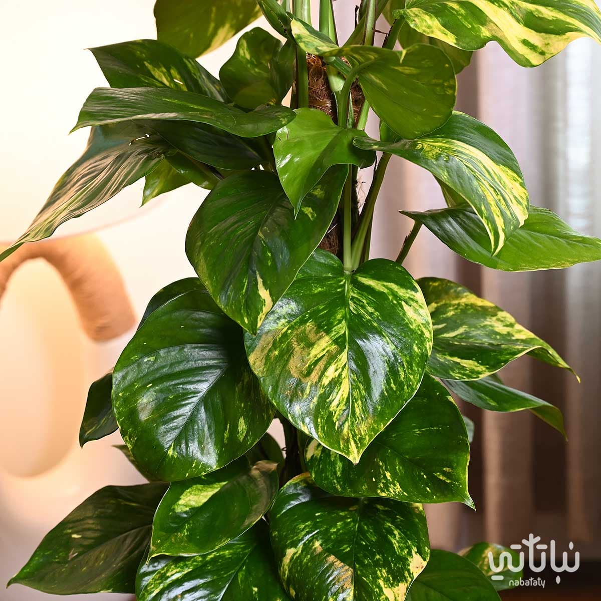 نبتة بوتس متسلقة في حوض ابيض مخطط بقاعدة 3