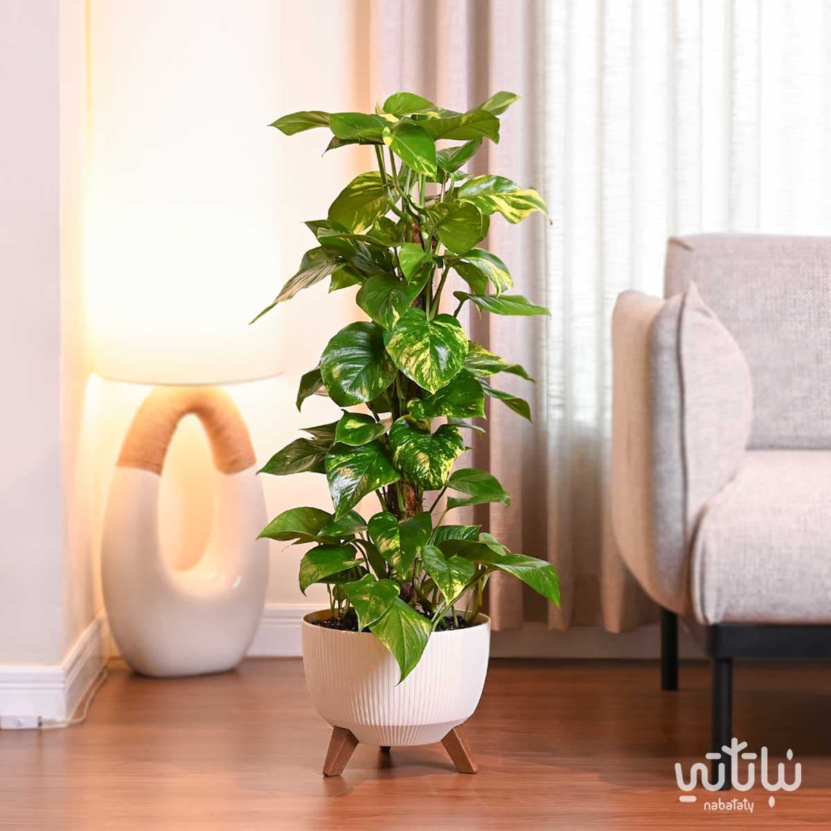 نبتة بوتس متسلقة في حوض ابيض مخطط بقاعدة