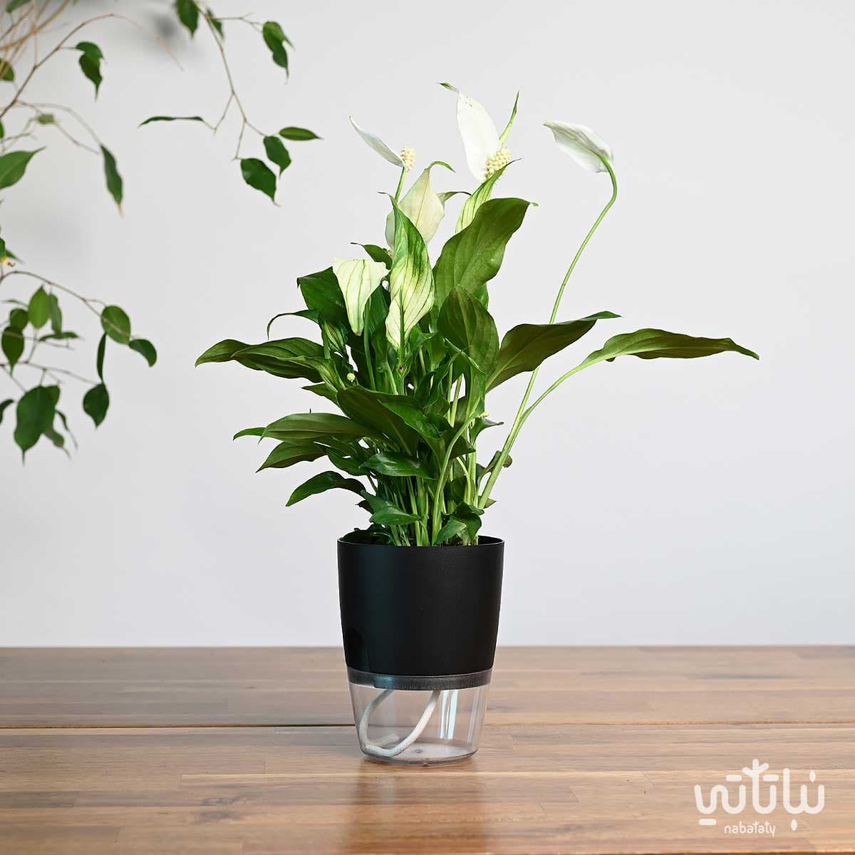 نبتة الاشرعة البيضاء في اصيص شفاف ذاتي الري اسود