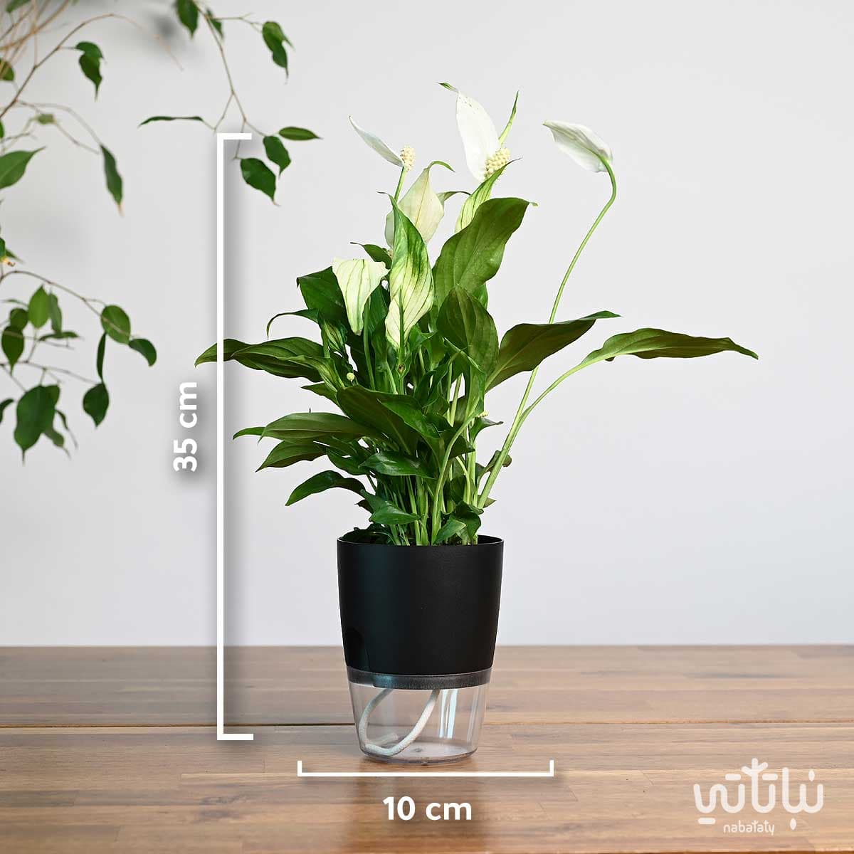 نبتة الاشرعة البيضاء في اصيص شفاف ذاتي الري اسود 2
