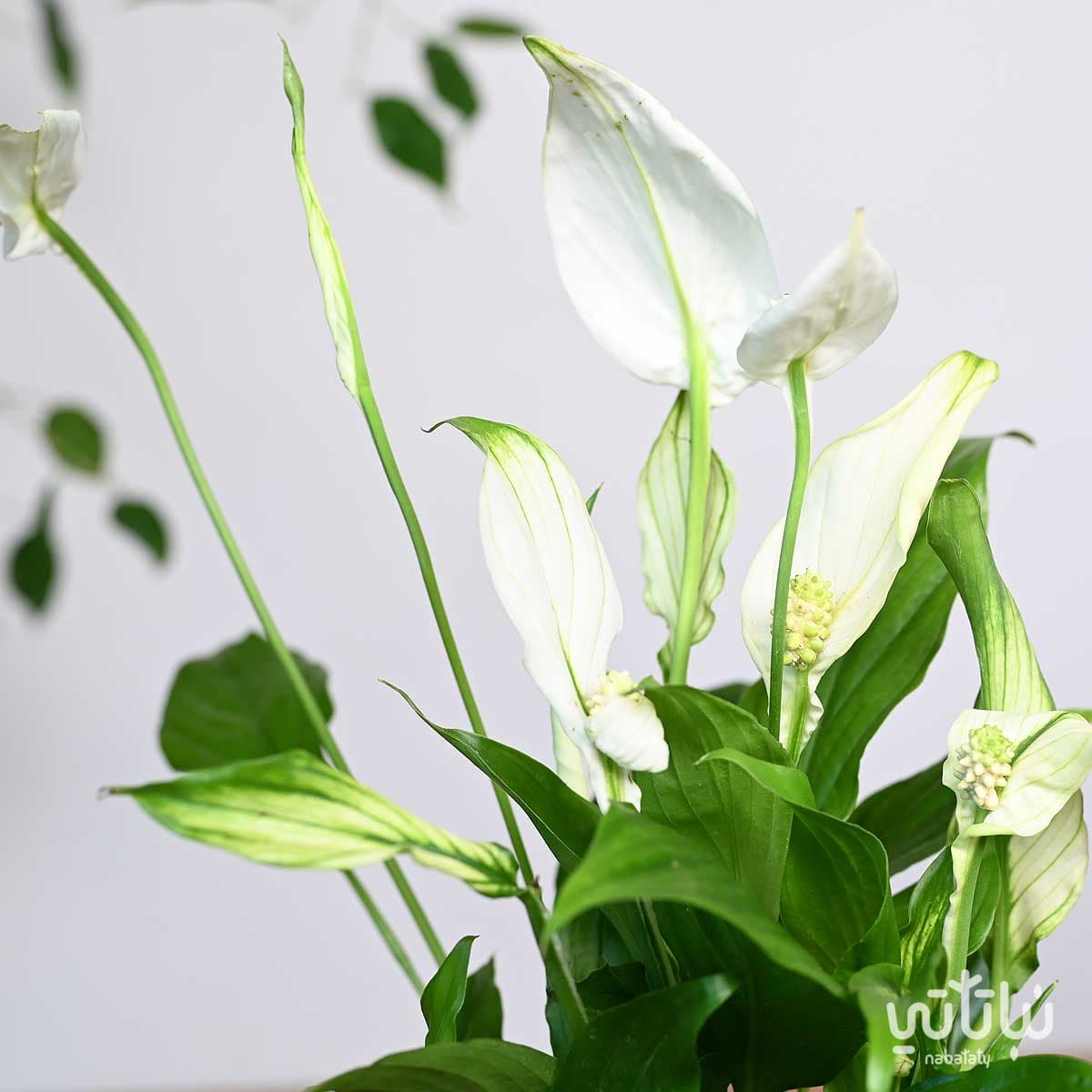 نبتة الاشرعة البيضاء في اصيص شفاف ذاتي الري اسود 4