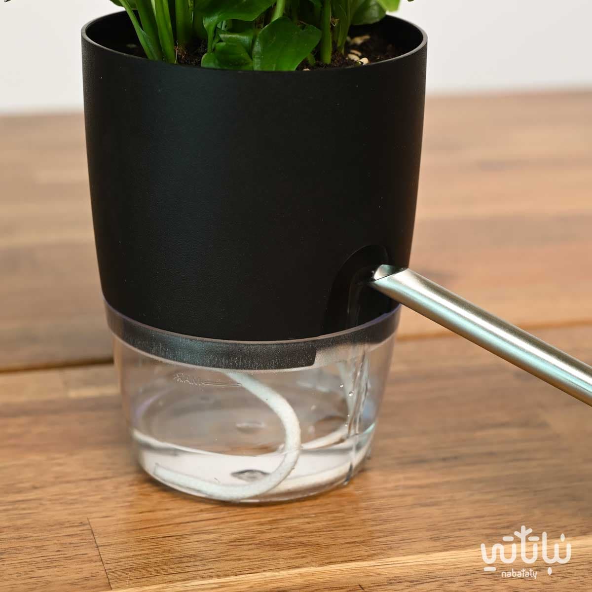 نبتة الاشرعة البيضاء في اصيص شفاف ذاتي الري اسود 3