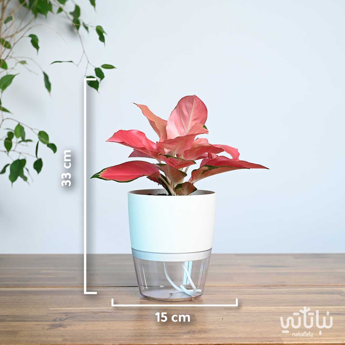 نبتة اجلونيما وردية في اصيص شفاف ذاتي الري ابيض 4