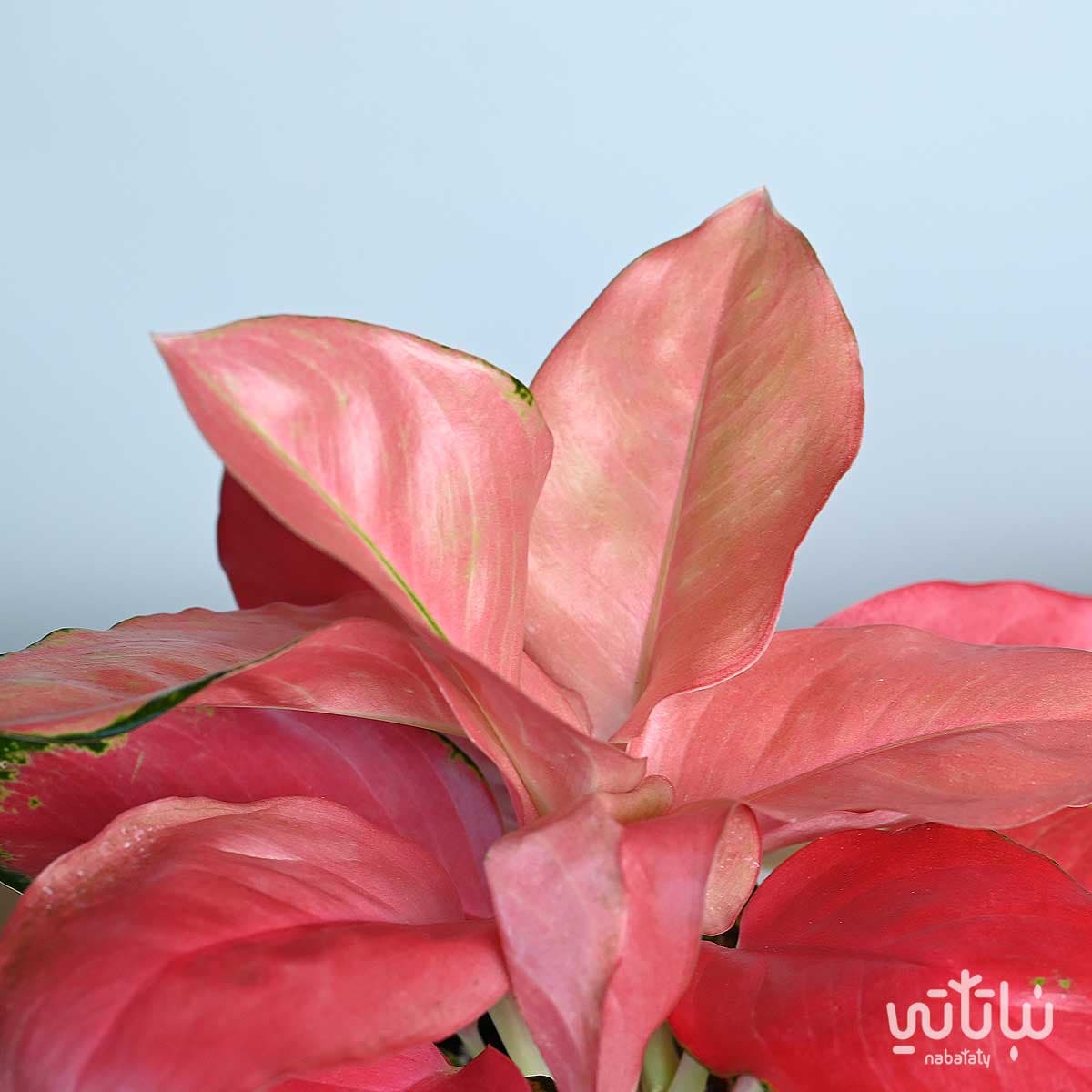 نبتة اجلونيما وردية في اصيص شفاف ذاتي الري ابيض 3