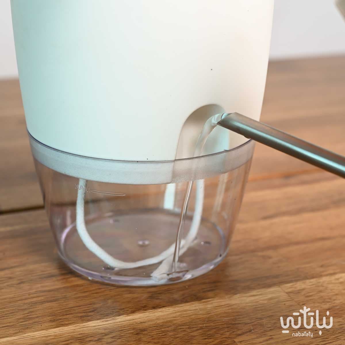 نبتة اجلونيما وردية في اصيص شفاف ذاتي الري ابيض 2