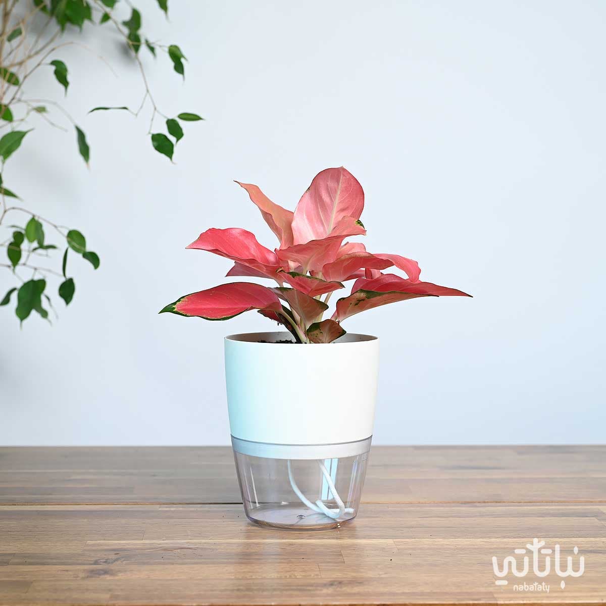 نبتة اجلونيما وردية في اصيص شفاف ذاتي الري ابيض 1