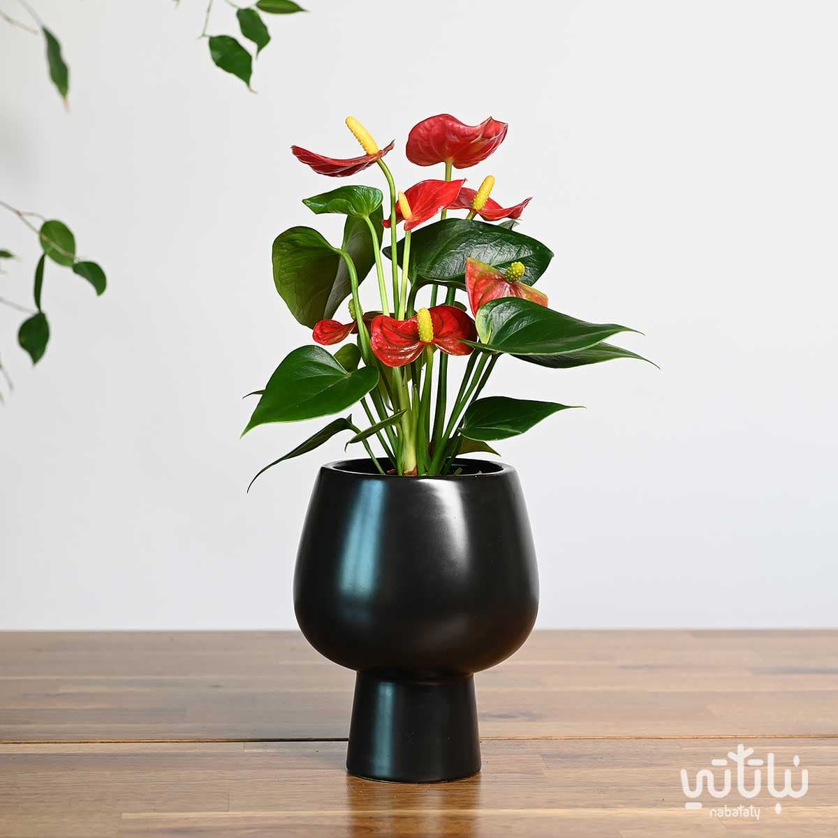 نبتة انتوريوم ازهار حمراء في اصيص سيراميك اسود