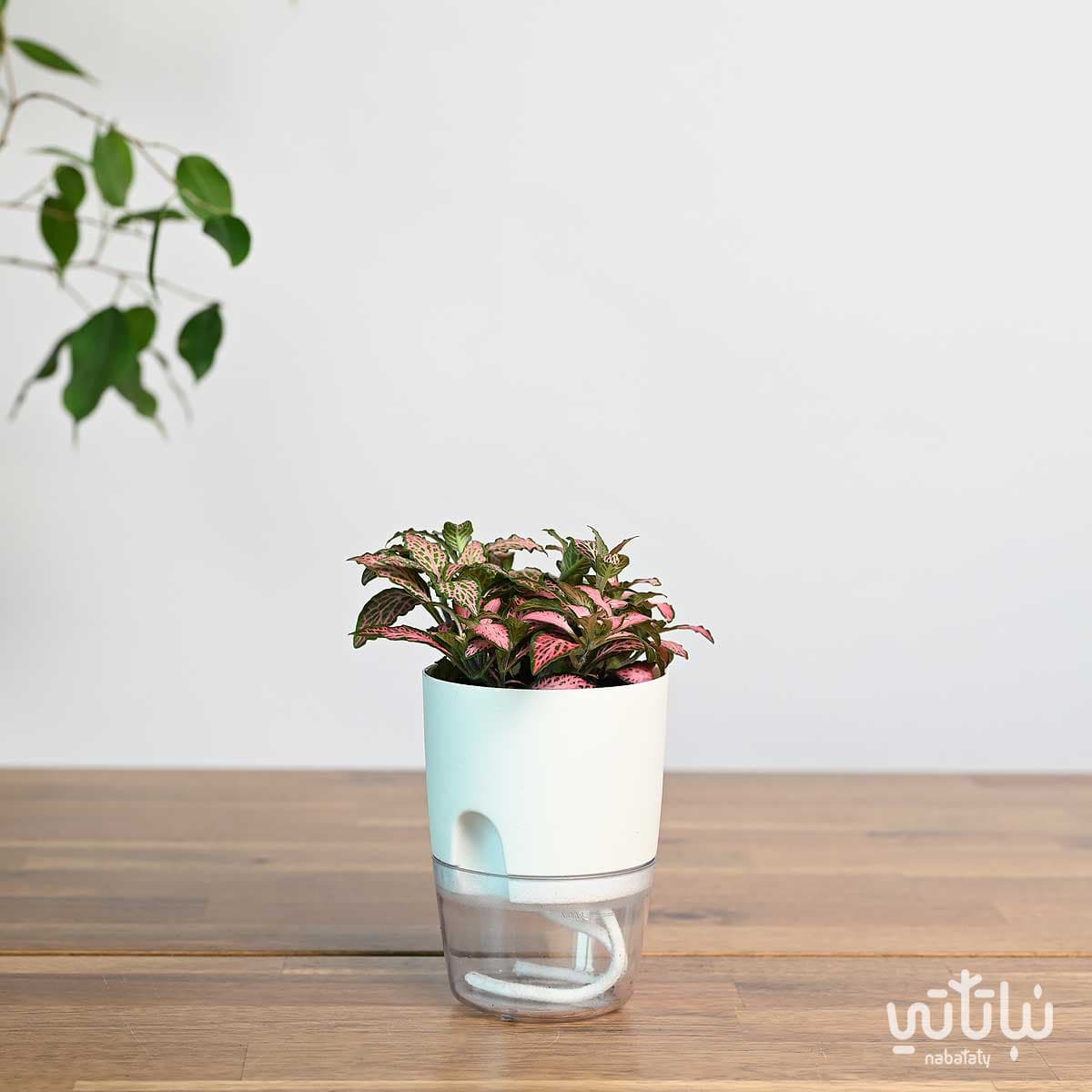 Pink Fittonia plant in a transparent self-watering white pot