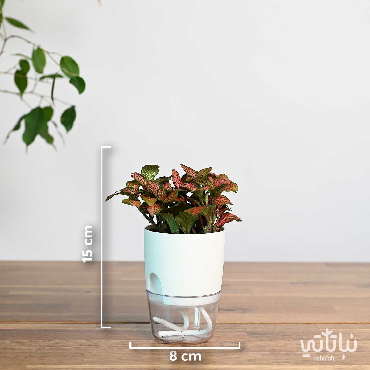 Red Fittonia plant in a transparent self-watering white pot 2
