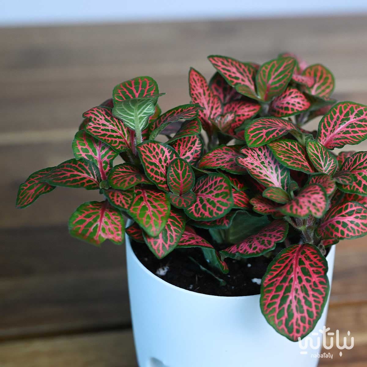 Red Fittonia plant in a transparent self-watering white pot 3