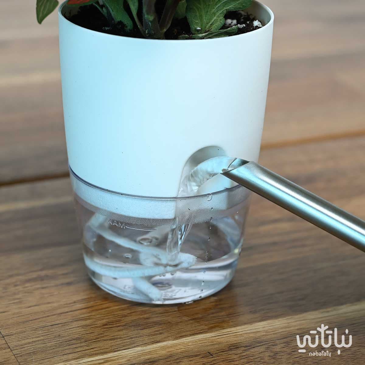 Red Fittonia plant in a transparent self-watering white pot 4