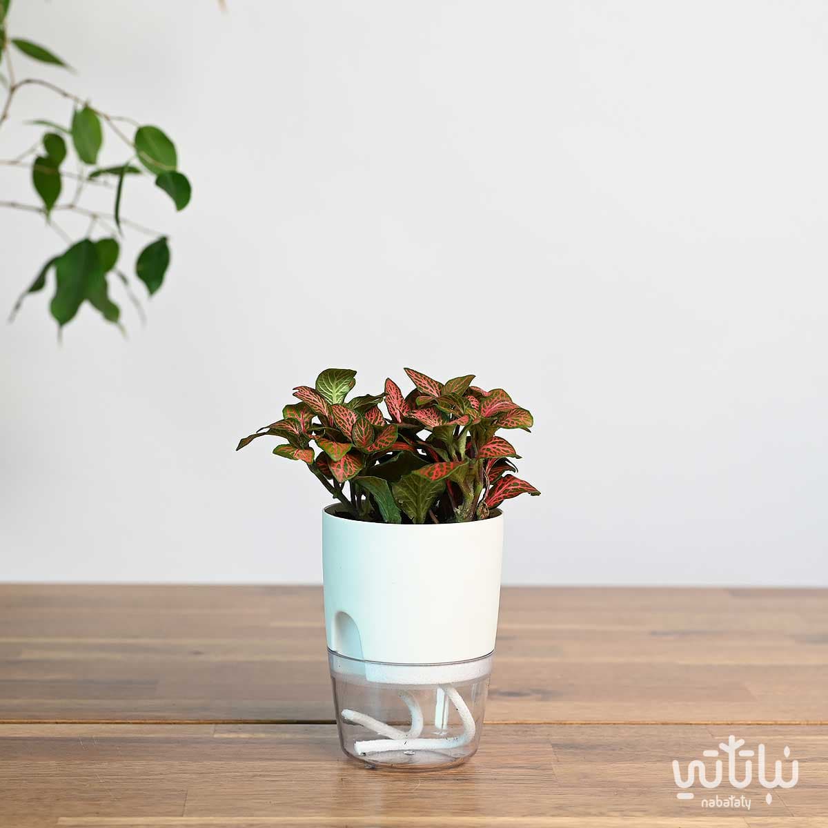 Red Fittonia plant in a transparent self-watering white pot 1