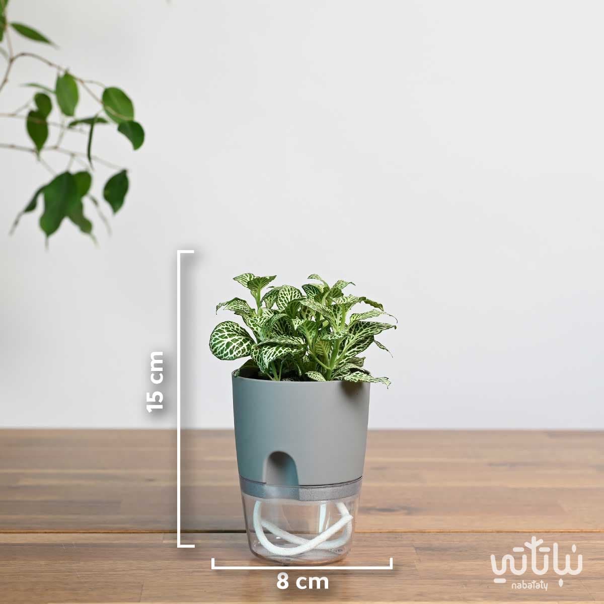 نبتة  فيتونيا مبرقشة في اصيص شفاف ذاتي الري رمادي 2