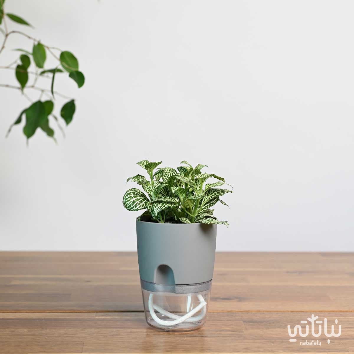 Fittonia variegata in a transparent self-watering gray pot