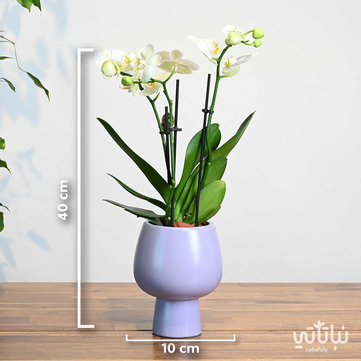 Small white orchid plant in a purple ceramic pot 2