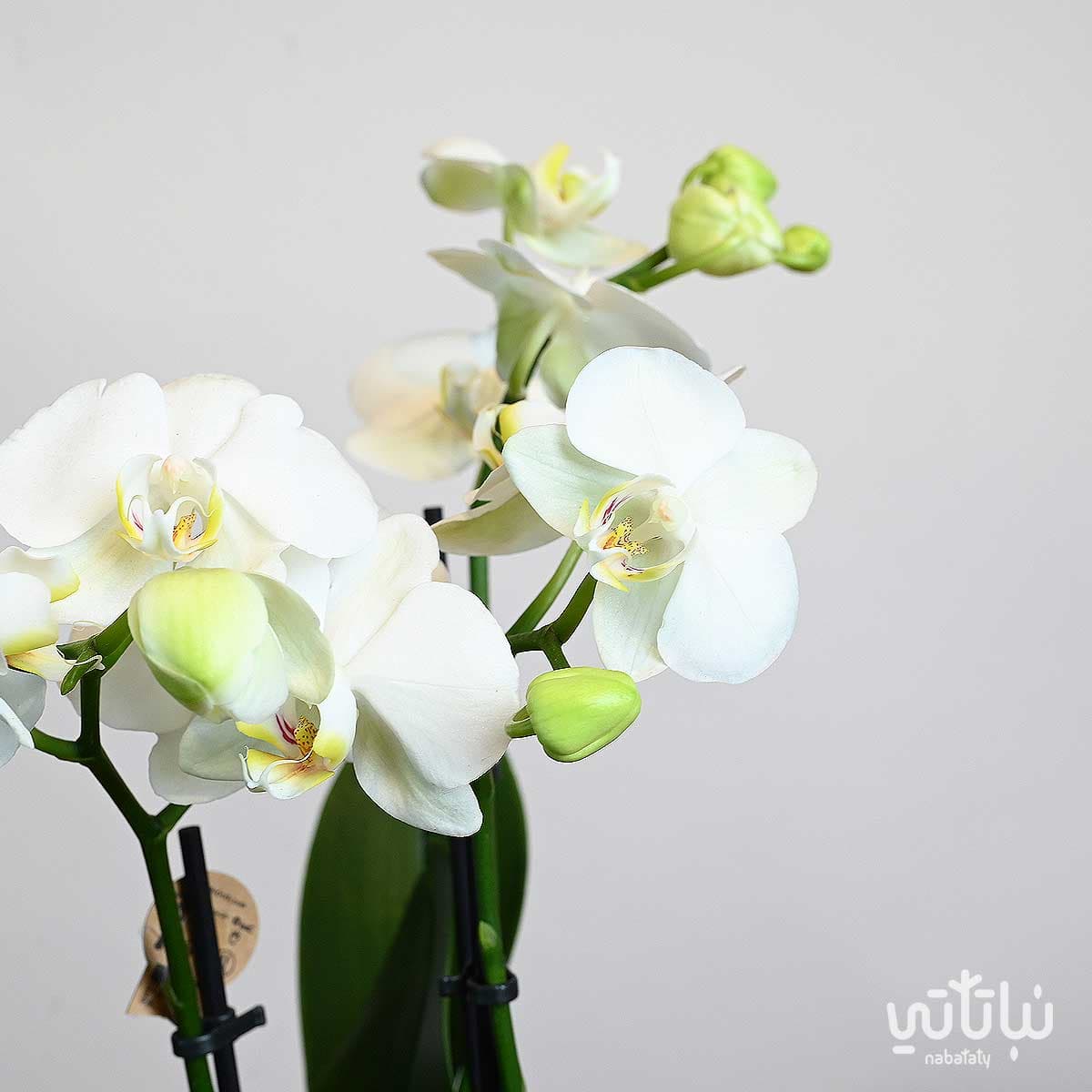 Small white orchid plant in a purple ceramic pot 3