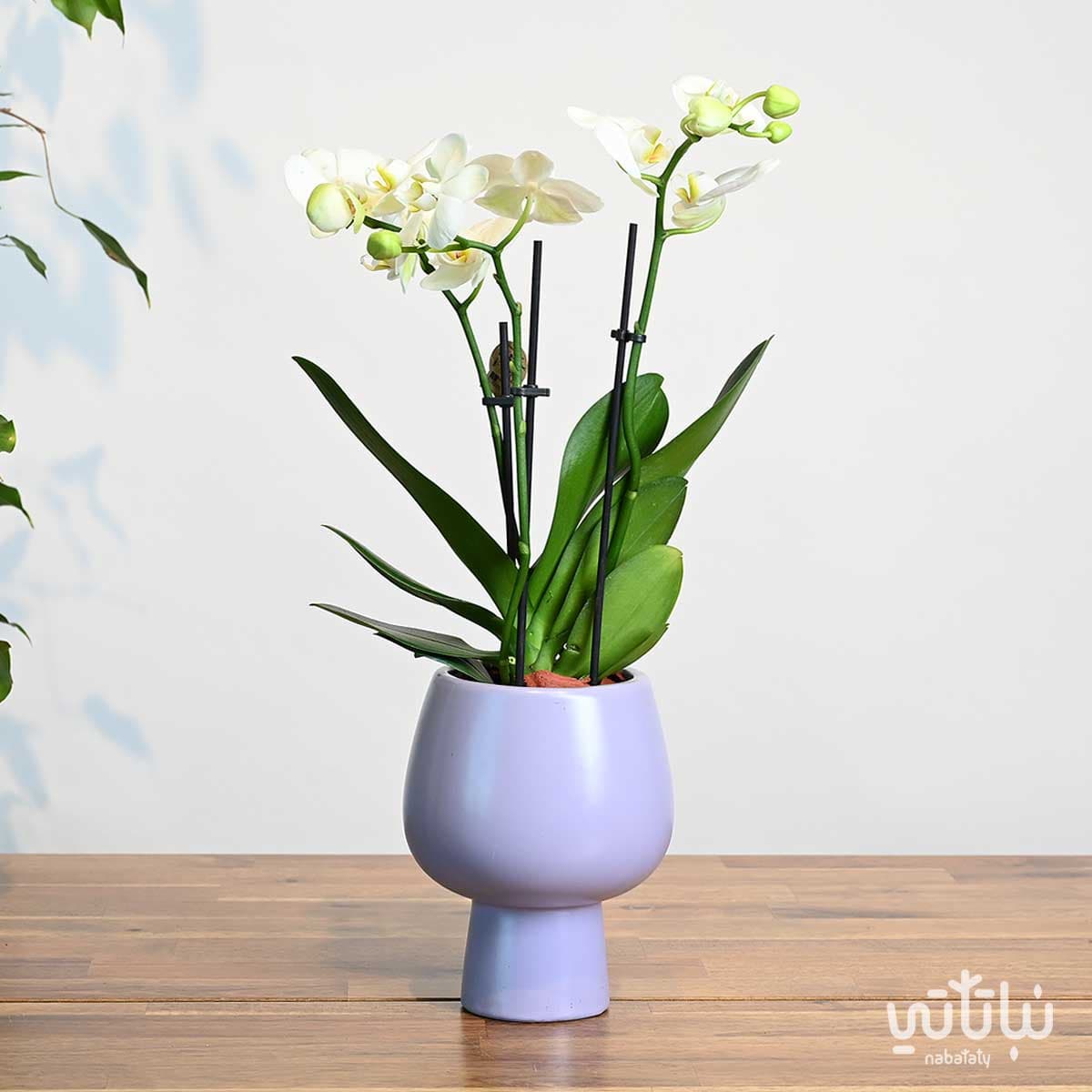 Small white orchid plant in a purple ceramic pot 1