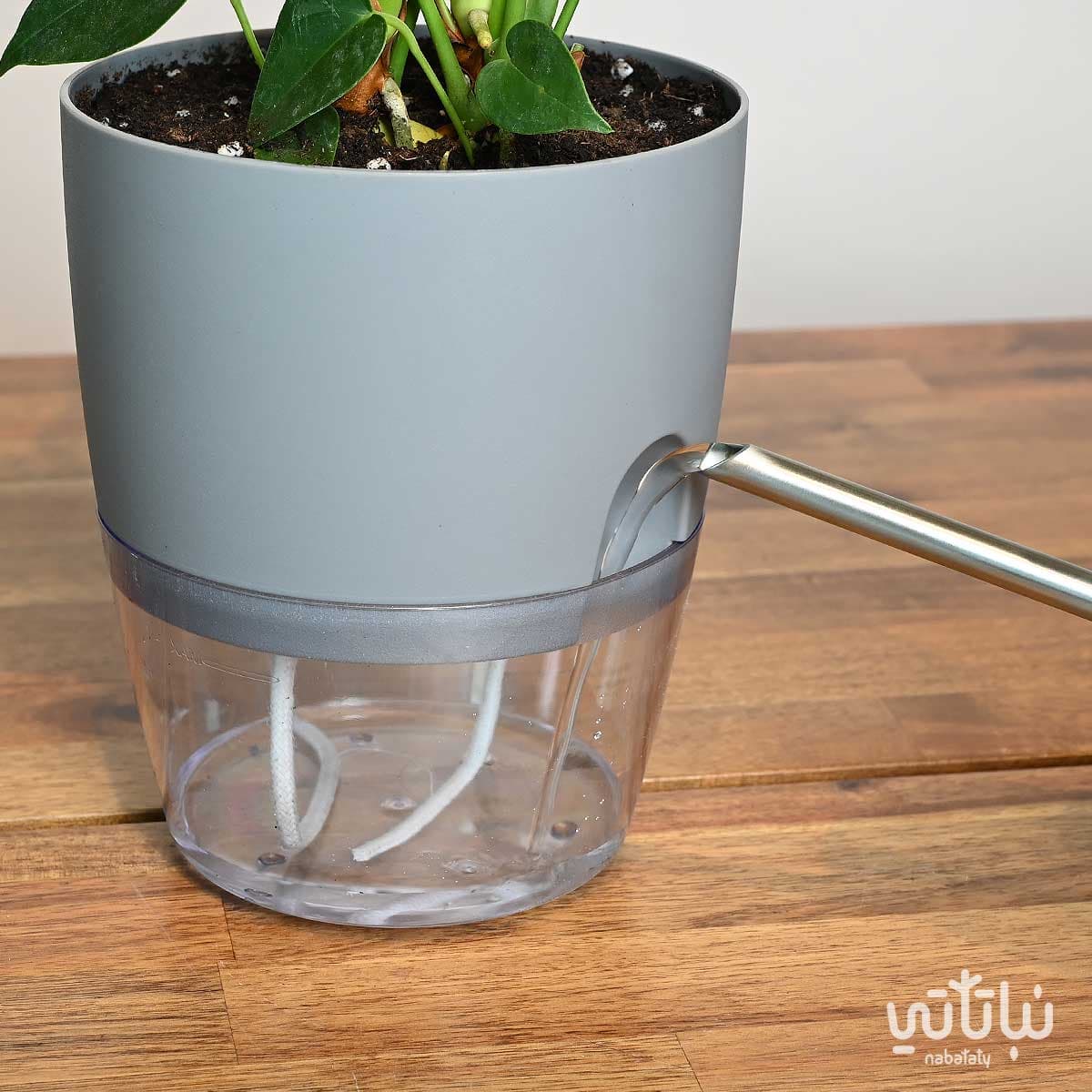 نبتة انتوريوم احمر في اصيص شفاف ذاتي الري رمادي 2