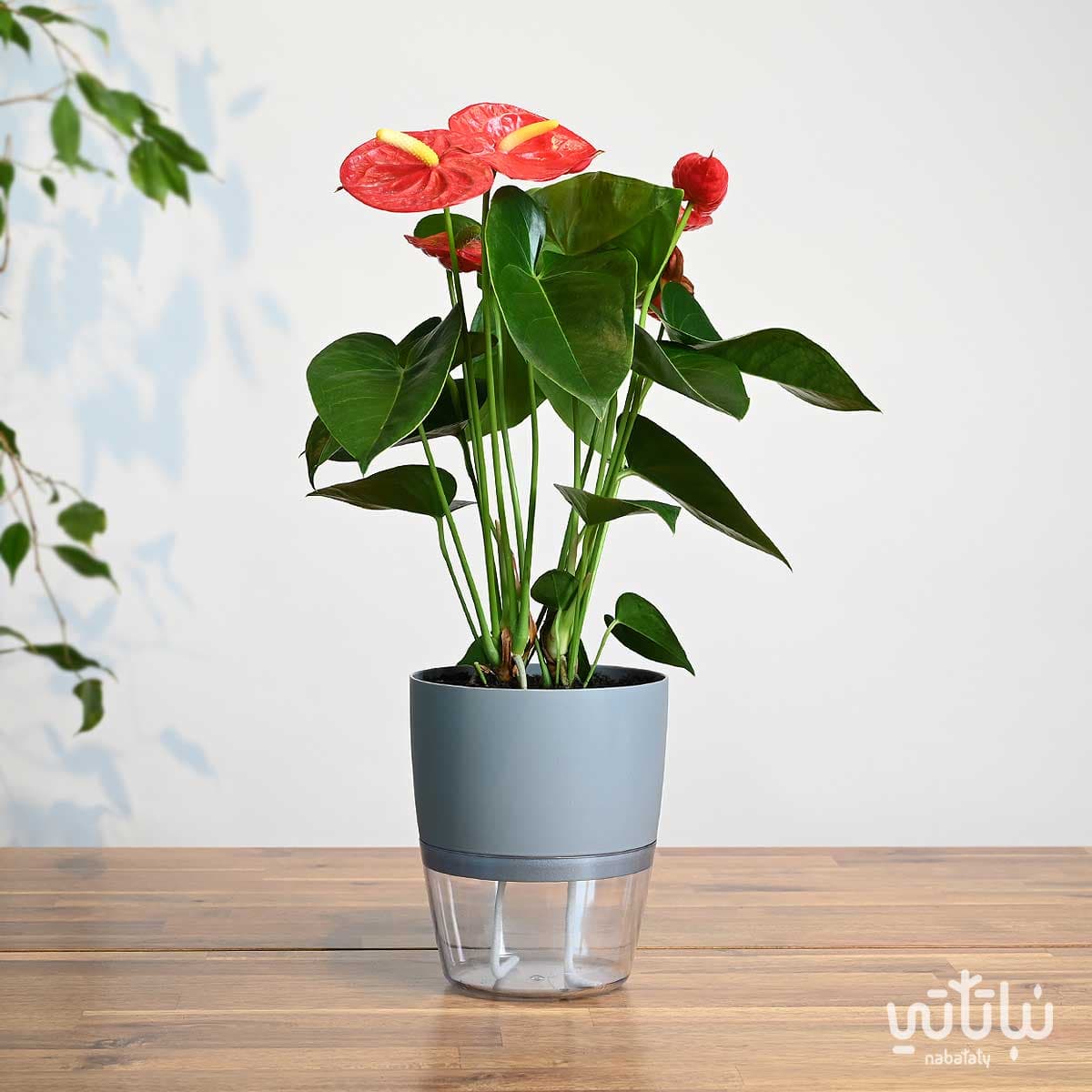 Red Anthurium plant in a transparent self-watering gray pot
