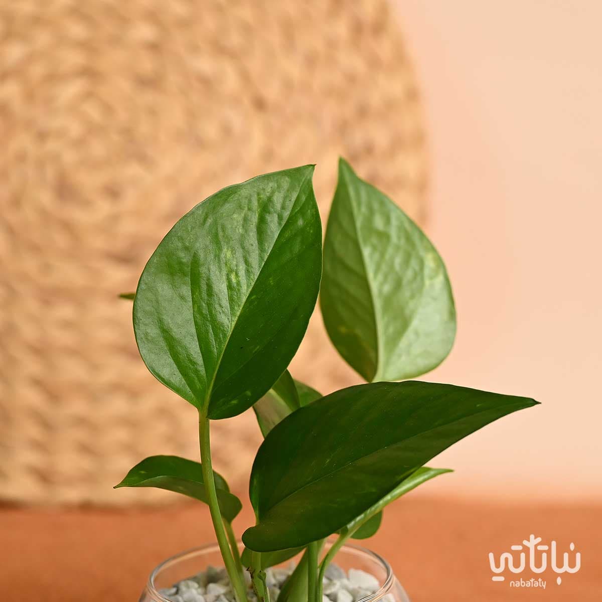Pothos Plant Gift National Day Theme 3