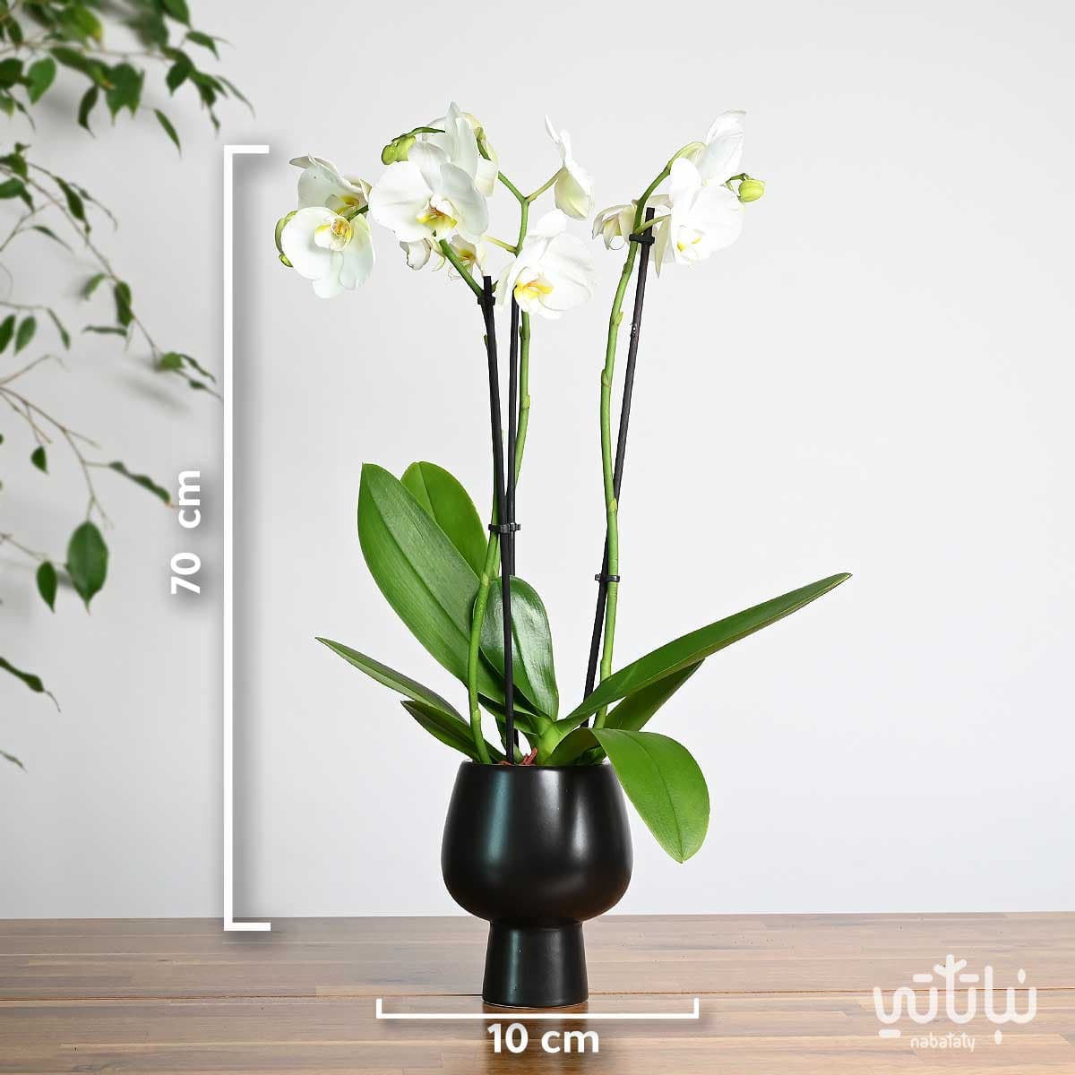 نبتة اوركيد ابيض  في اصيص سيراميك اسود 2