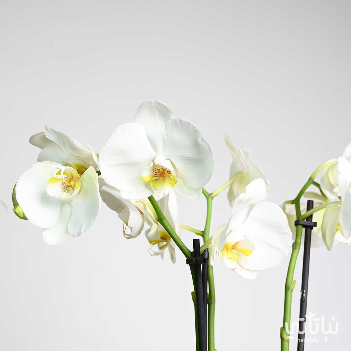 نبتة اوركيد ابيض  في اصيص سيراميك اسود 3