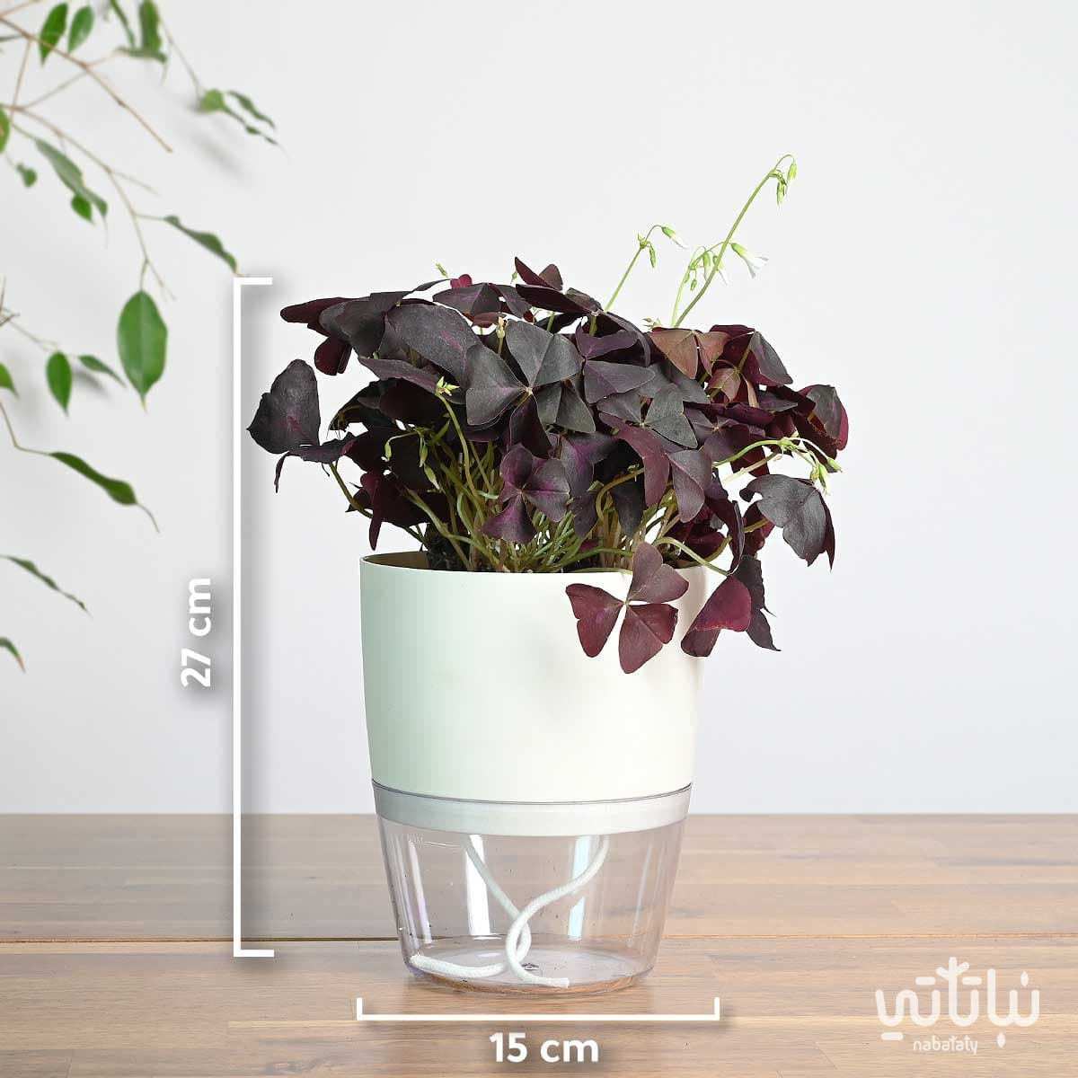 نبتة الشامروكس الارجواني في اصيص ذاتي الري ابيض 2