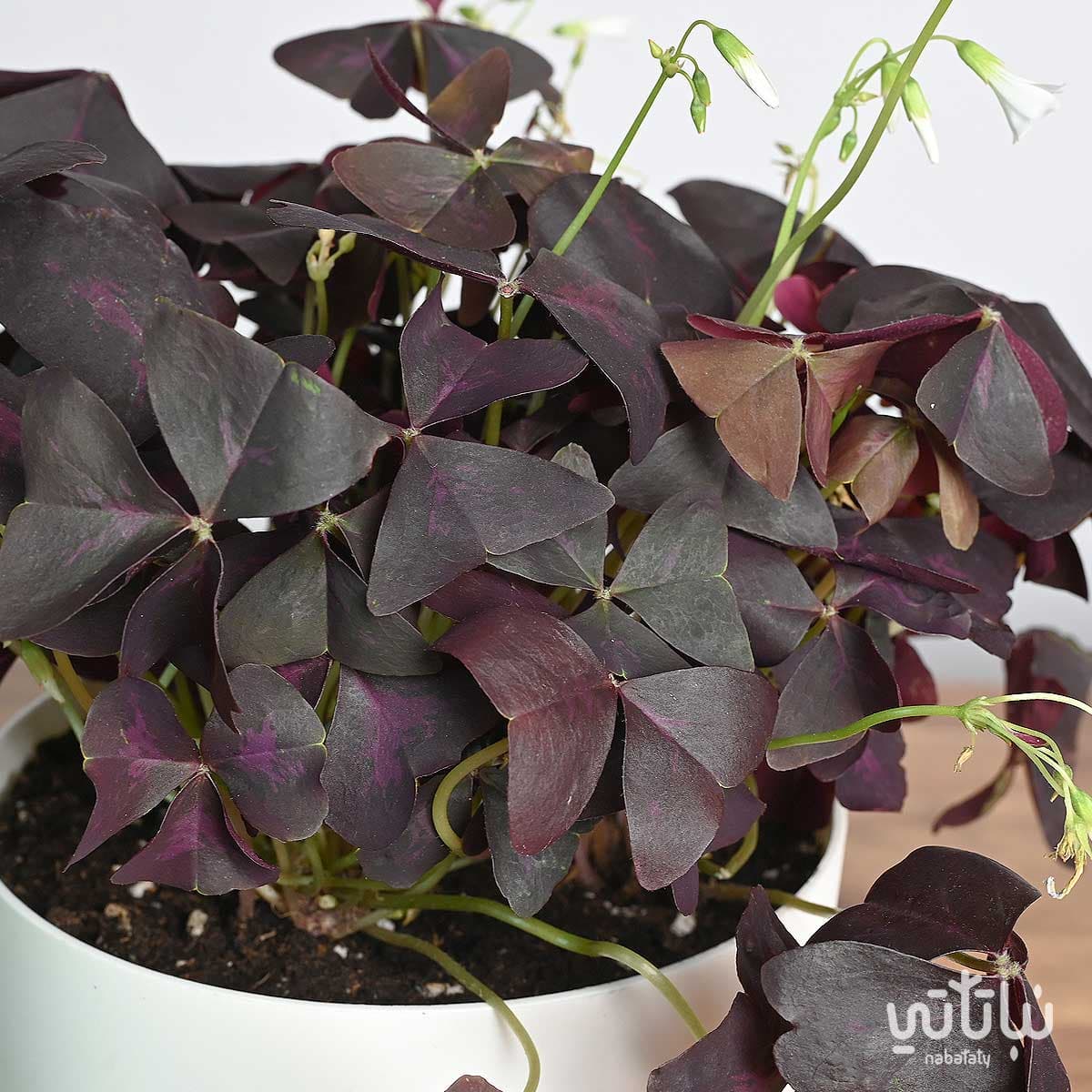 نبتة الشامروكس الارجواني في اصيص ذاتي الري ابيض 3