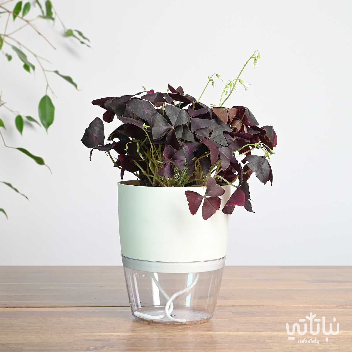 Purple shamrock plant in a white self-watering pot