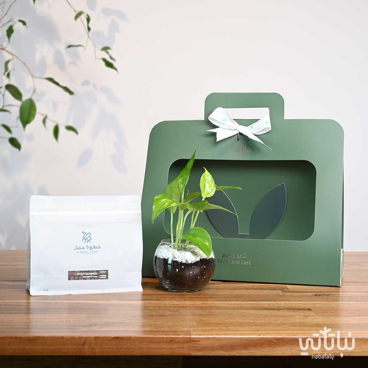 Green Pothos Plant Gift with Colombian Coffee Fondo
