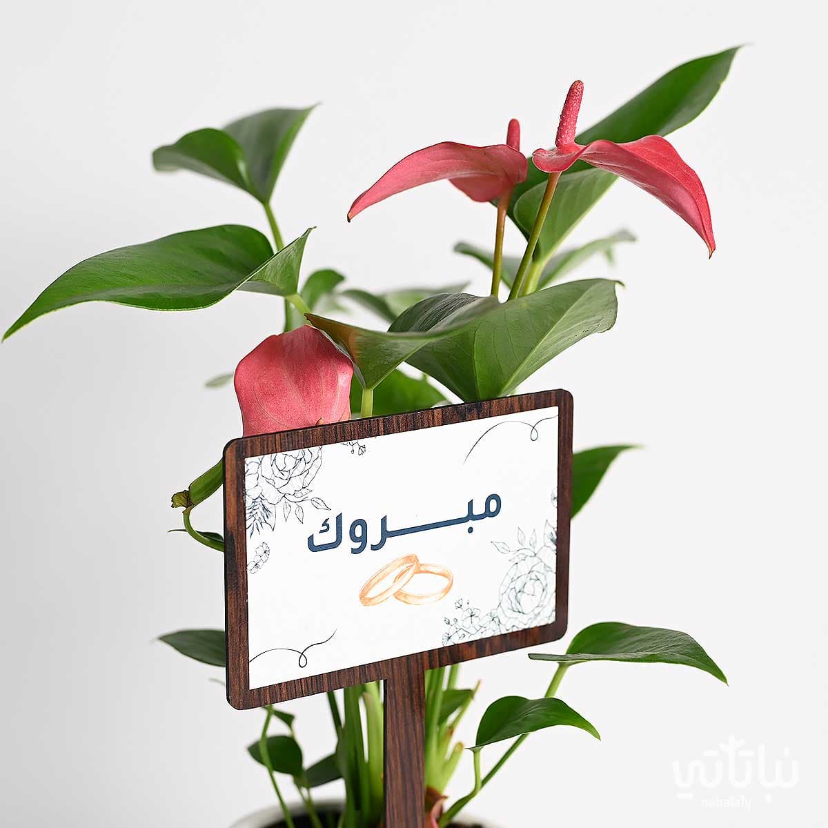 هدية الزواج نبتة الانتوريوم و تشوكلت أنوش 3