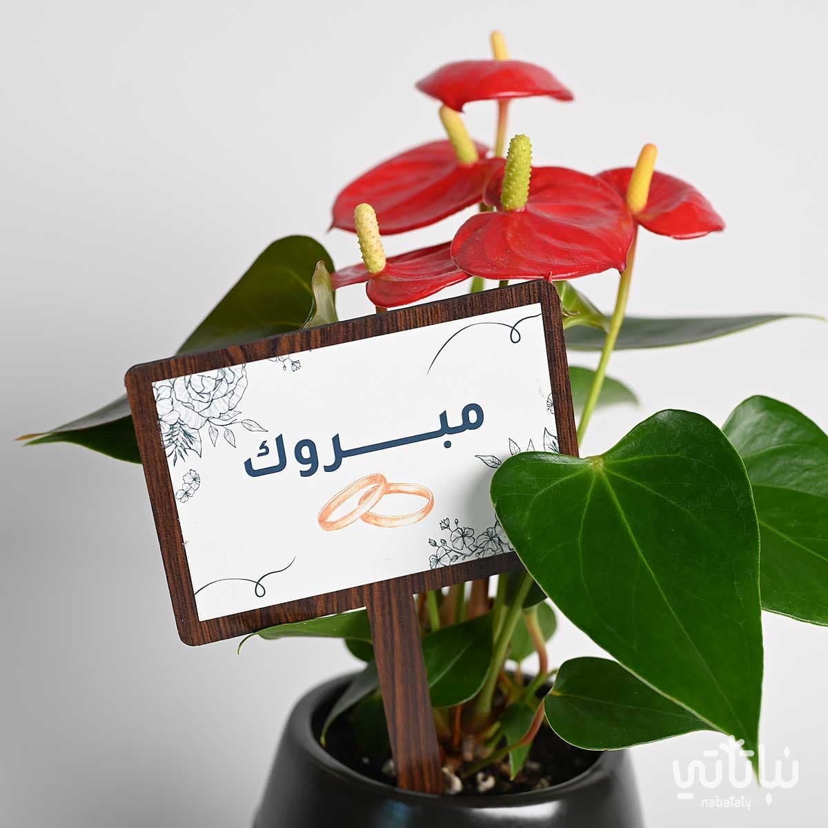 هدية الزواج نبتة الانتوريوم و تشوكلت أنوش 2