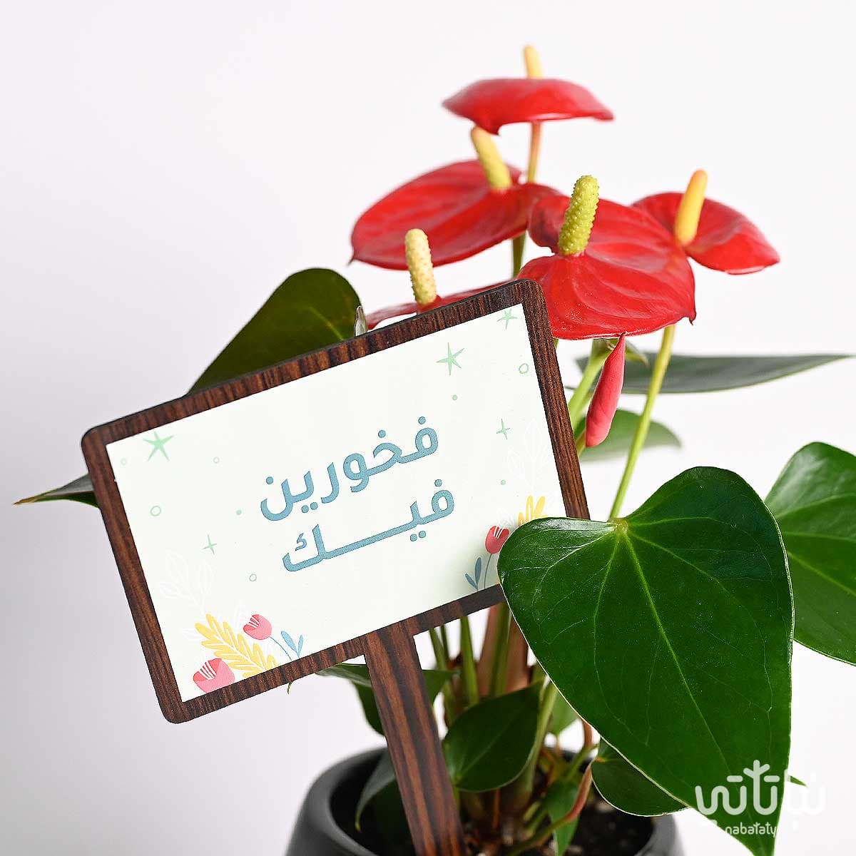 هدية فخورين فيك نبتة انتوريوم حمراء و تشوكلت أنوش 3