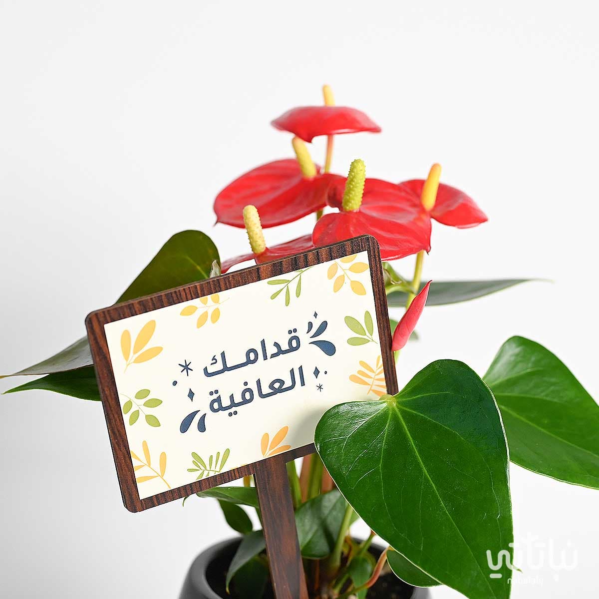 هدية قدامك العافية نبتة انتوريوم و تشوكلت أنوش 2