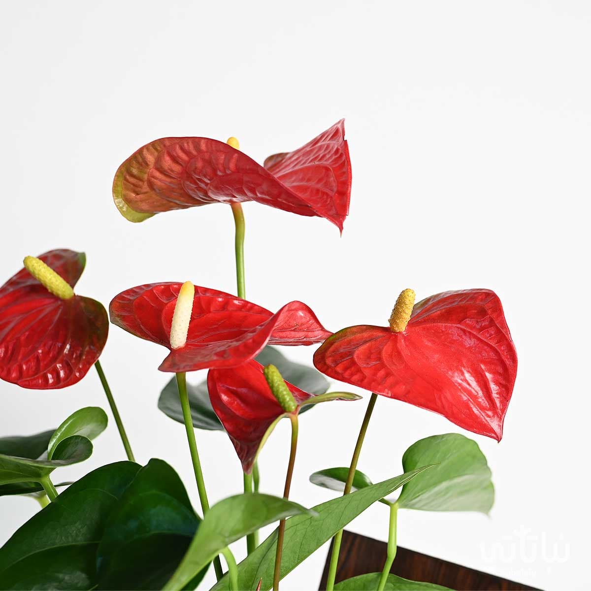 Proud of You gift red Anthurium plant with Anoosh chocolate 2